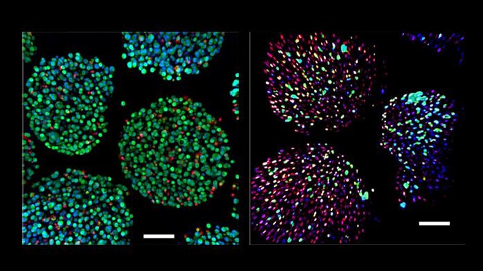 A side-by-side comparison of cells supported by the oxygenation device (left) and cells without the device support (right).