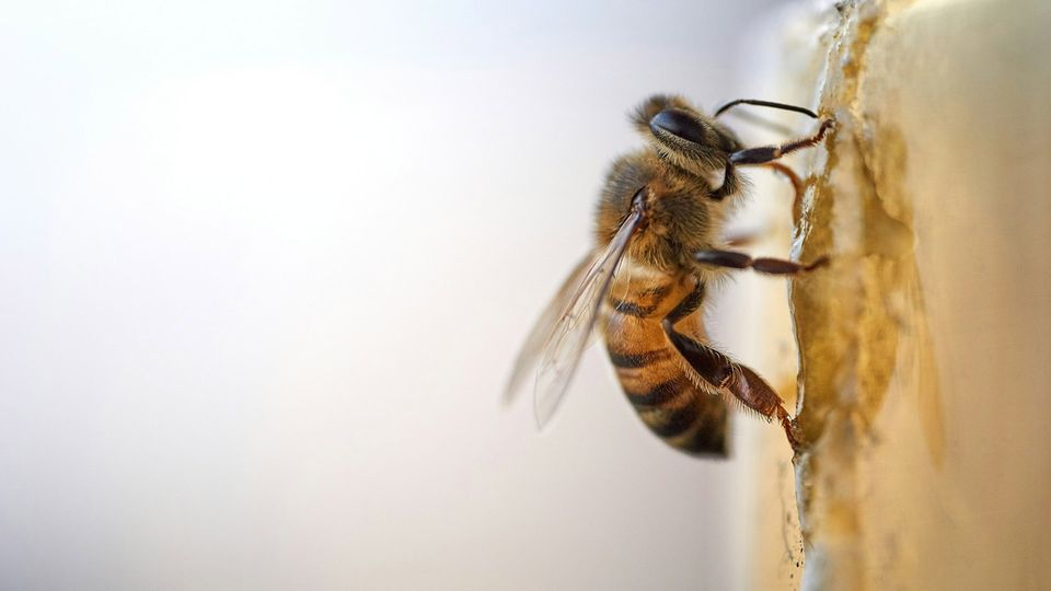 A bee.