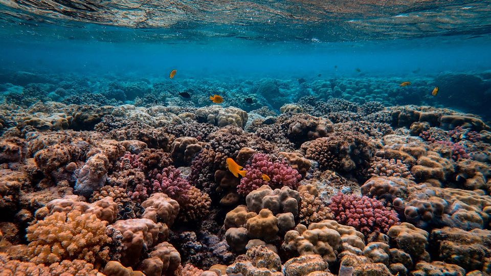 Underwater view of a coral reef