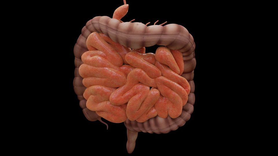 A 3D rendering of intestines.