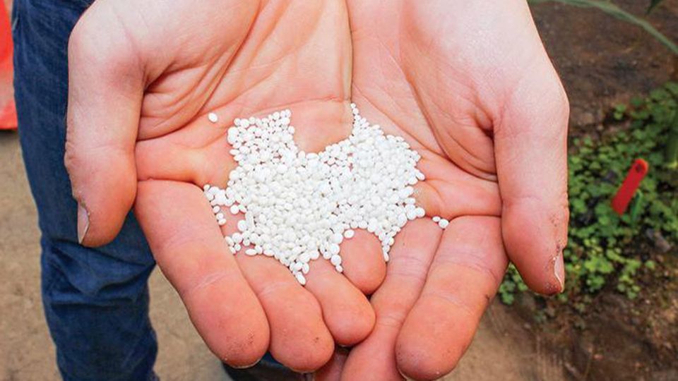 An individual holding out their palms with the fertilizer in them.