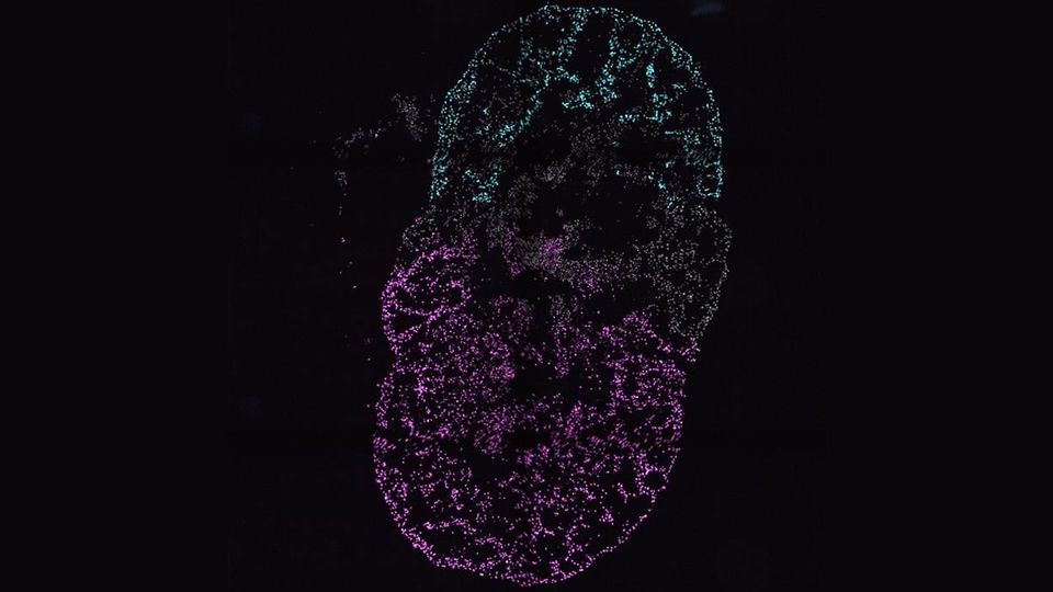 A cross-section of a heart organoid, with different chambers shown in magenta, cyan and white.