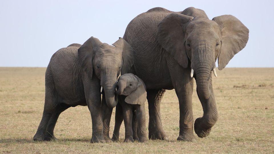 A family of elephants.