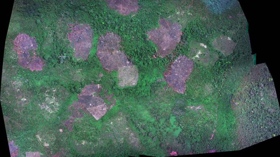 Drone image of swidden fields in rainforests of Belize.