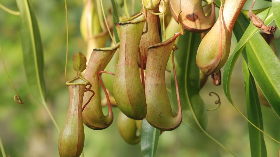 Pitcher plants