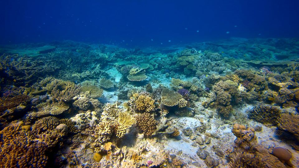 Underwater view of coral.