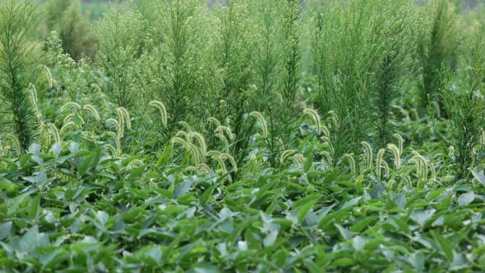 Weedy soybean field.