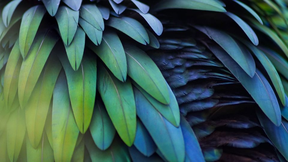 A close-up image of bird feathers.