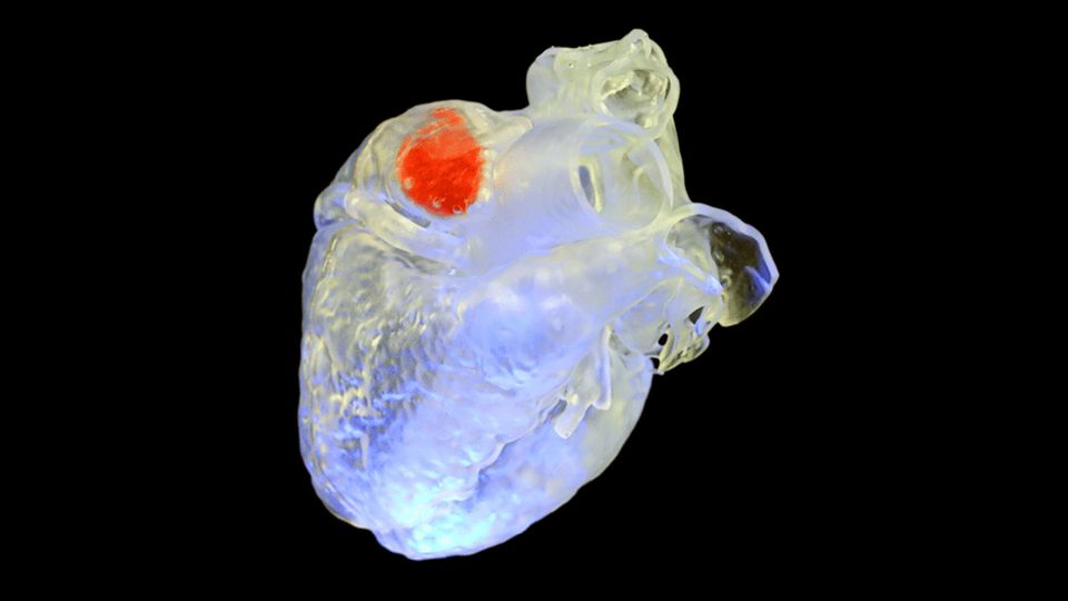 Hardened Sono-Ink in a model of a heart.