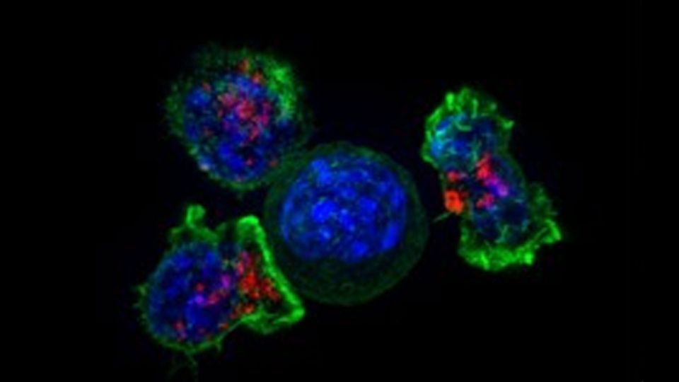 Killer T cells surround a cancer cell.