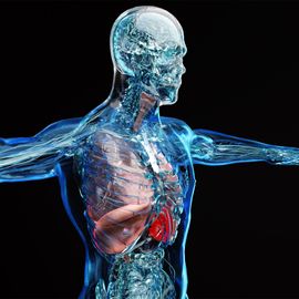 Human head and torso with organs visible 