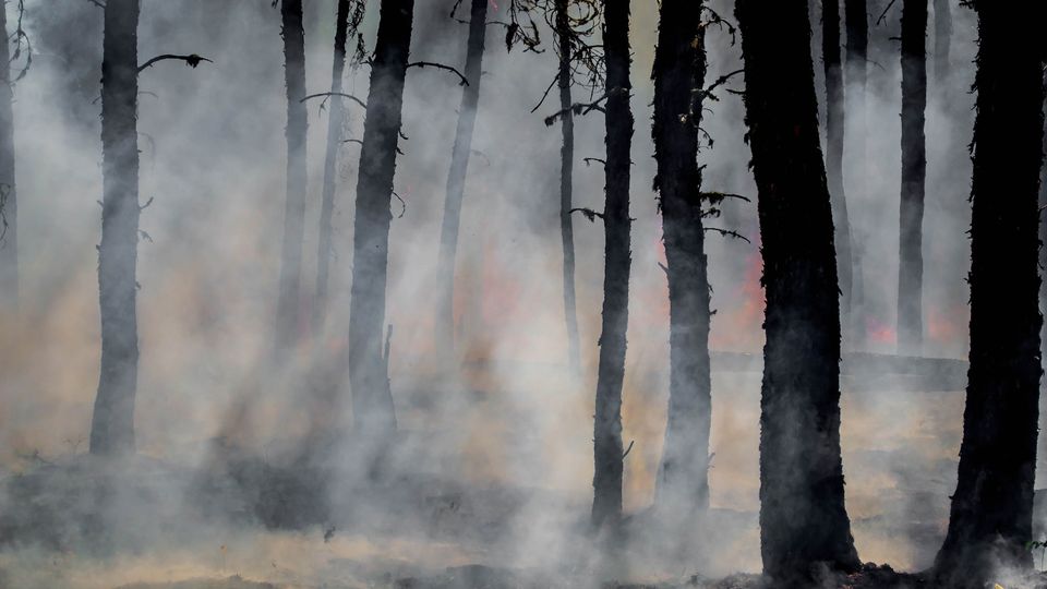 A wildfire in a forest.