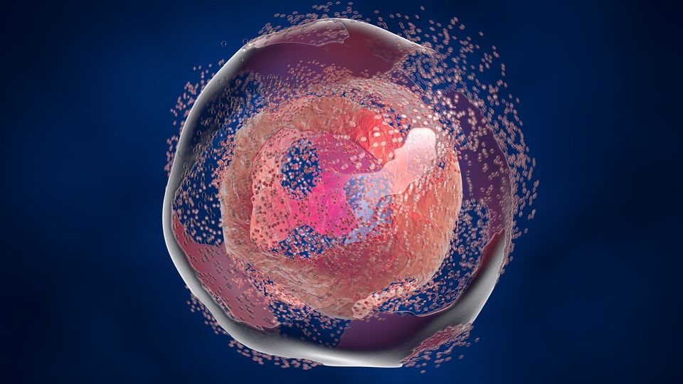 An image of a cell.