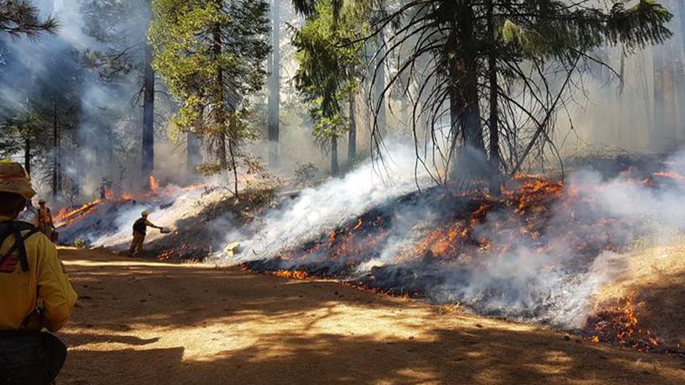 Firefighters putting out a forest fire.