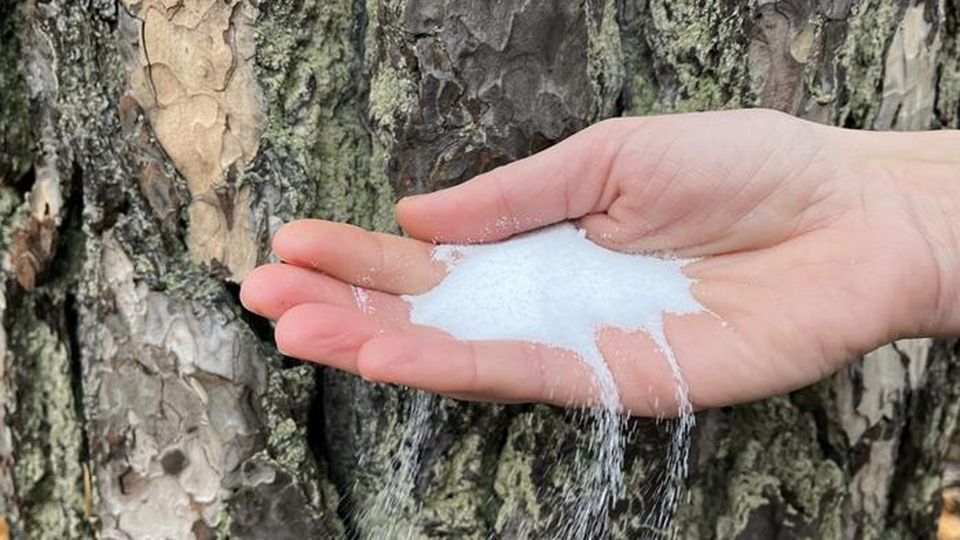 Someone holding out their palm filled with salt.