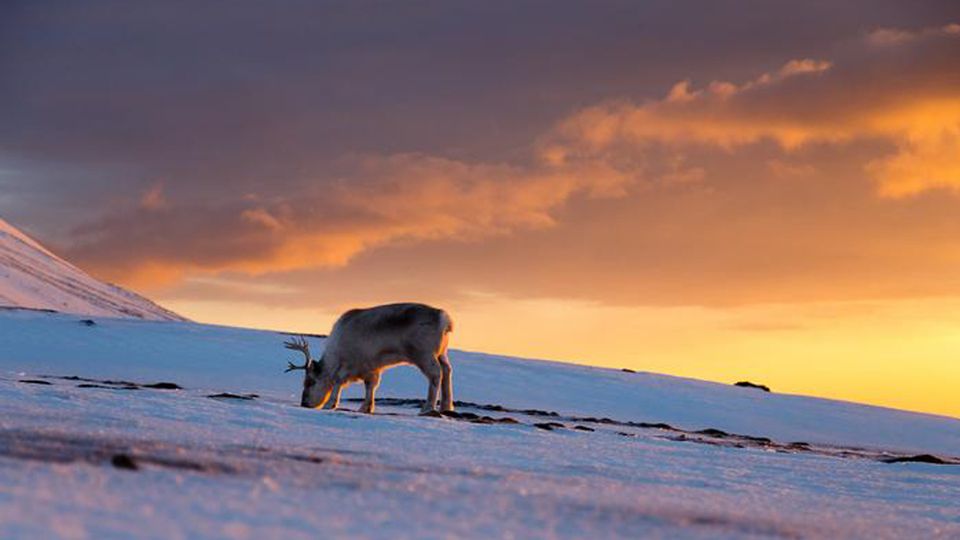A reindeer in the snow.
