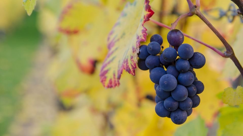 A bunch of black grapes under a yellow-orange leaf.