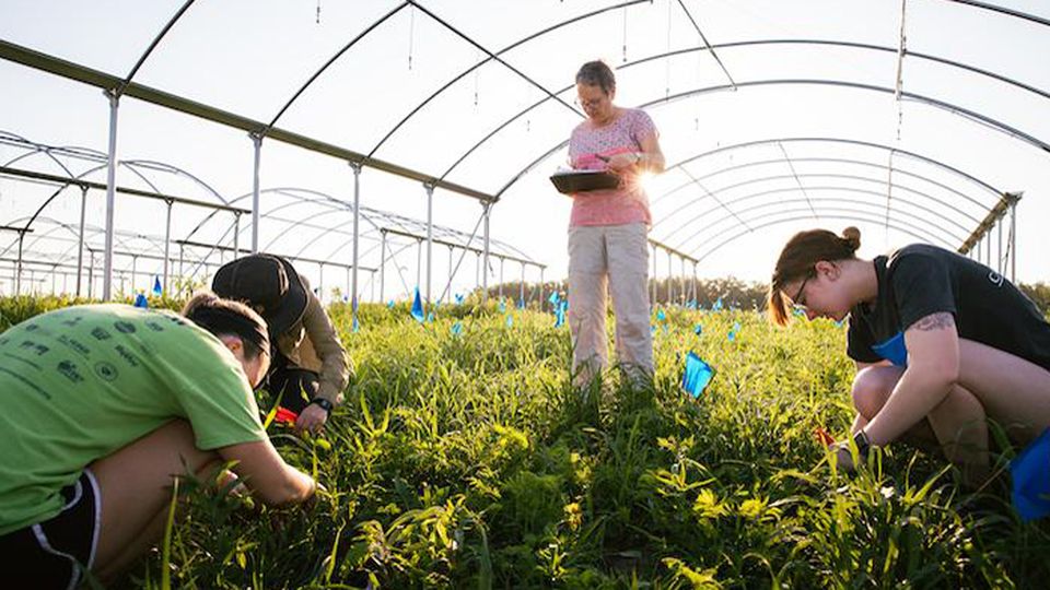 Scientists working in a green house.