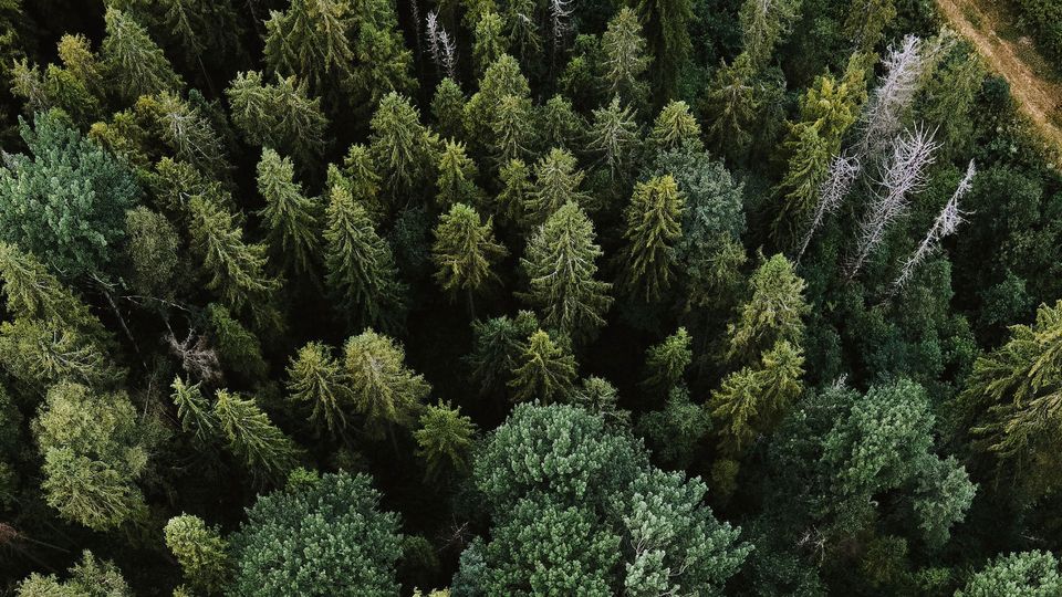 A top-down photo of a tree plantation.