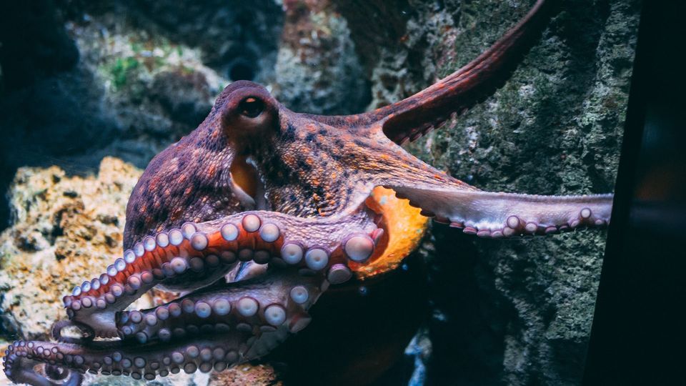 An octopus.