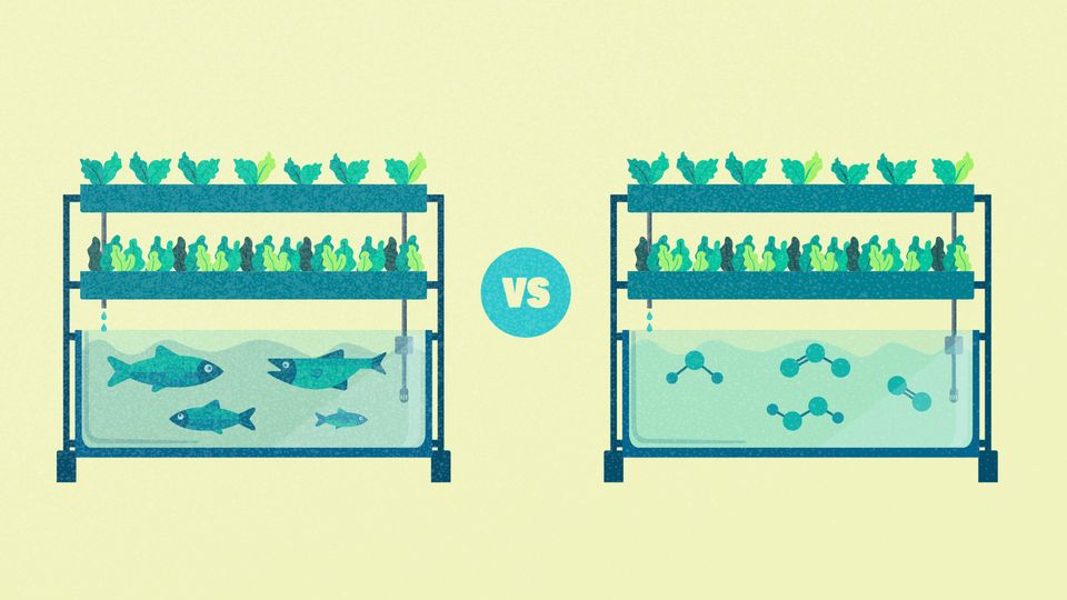 Simplified illustration of an aquaponics system versus a hydroponics system.