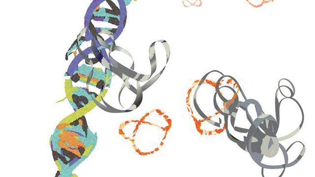 MYC protein.