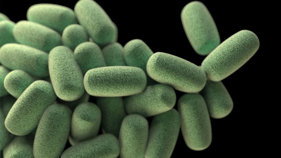 A cluster of barrel-shaped Clostridium bacteria.