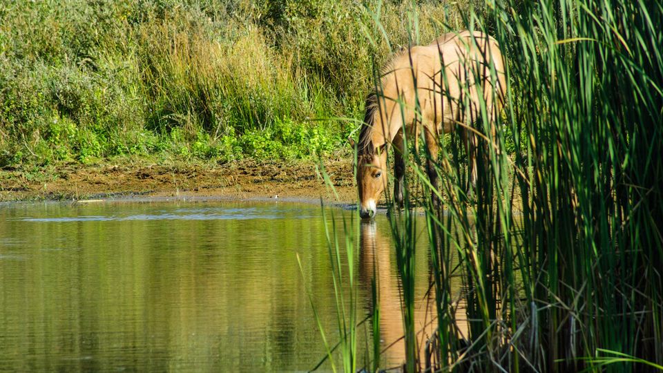 A horse drinking water.