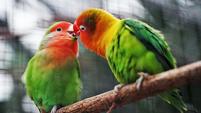 Himalayan Birds Are Shifting Their Altitudes Due To Climate Change