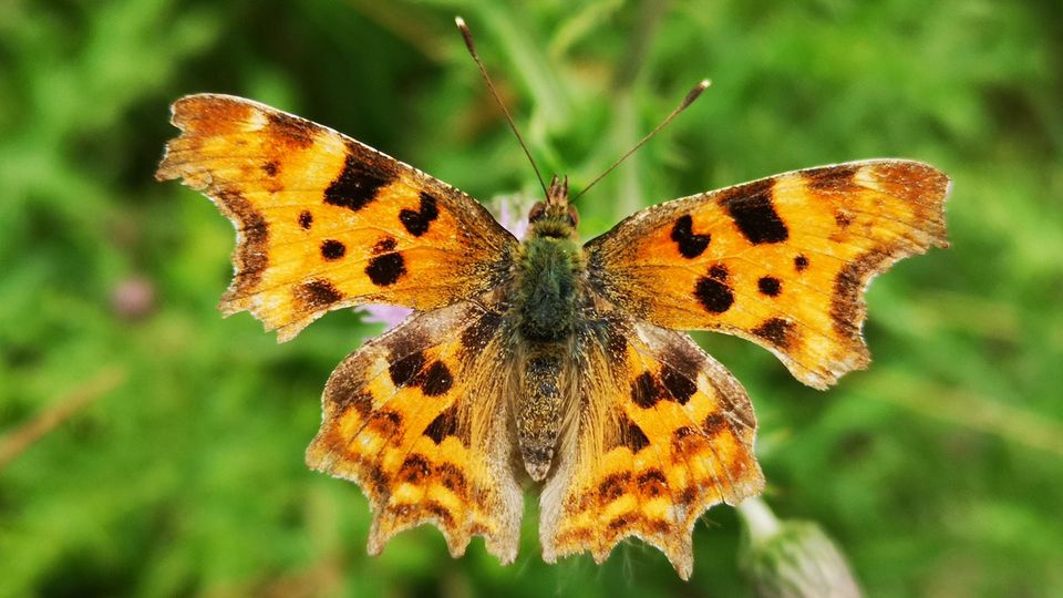 A butterfly basking, wings outspread.