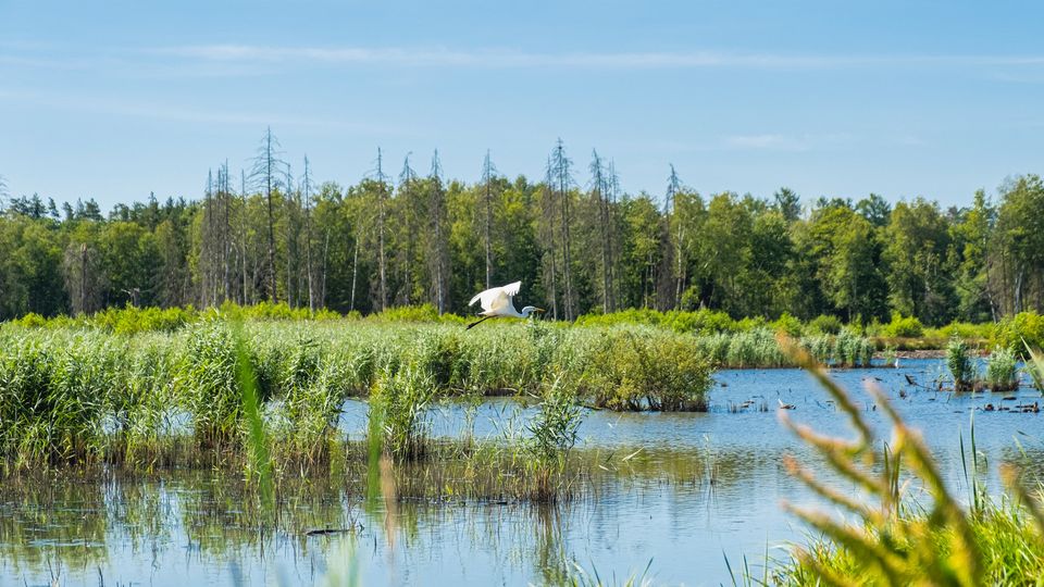 A bird flying over a body of water.