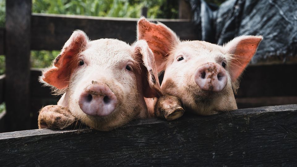 Two pigs looking over a wooden fence.