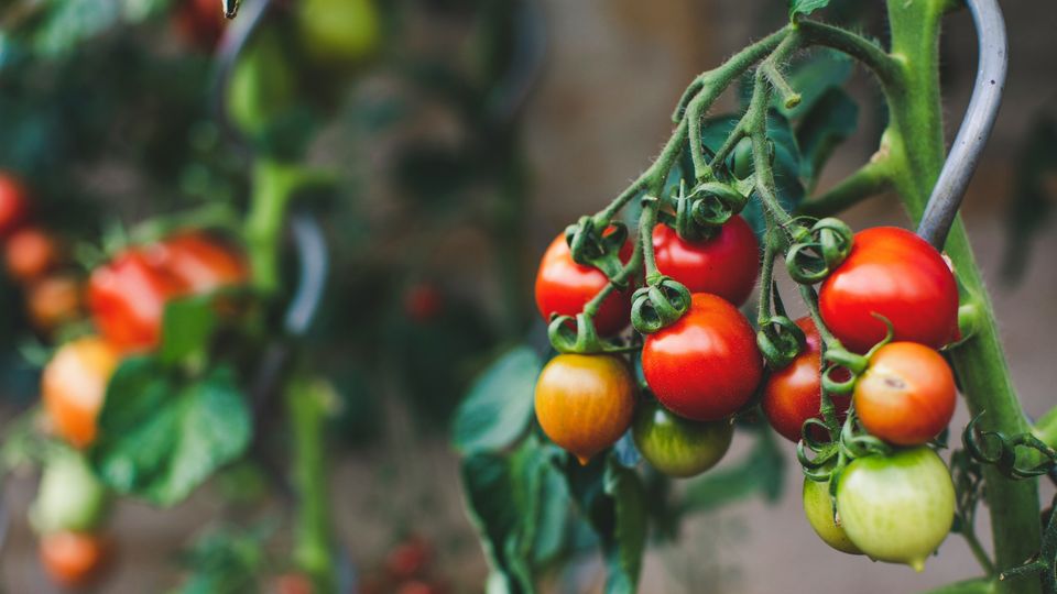 Tomatoes growing on the vine.