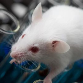 Advanced Oncology Treatment Candidates Developed With Next-Generation Preclinical Models 