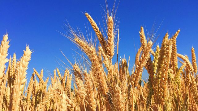 Wheat plants against a blue sky.