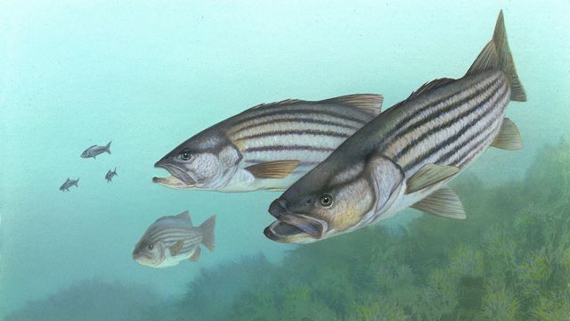 新規タンパク質が抗生物質耐性のリスクを冒さずに病気の養殖魚を治療