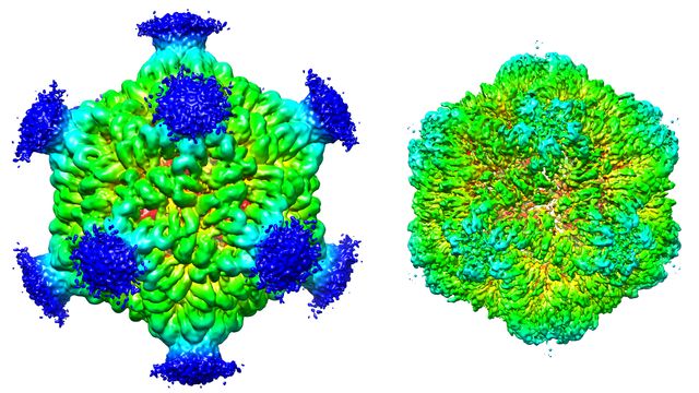 ウイルス様脳タンパク質ががん誘発性記憶喪失を説明できる可能性がある