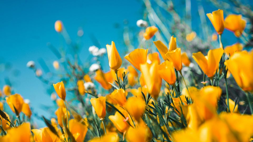 Yellow flowers.