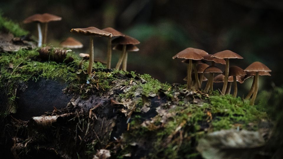 Growing fungi on a log.
