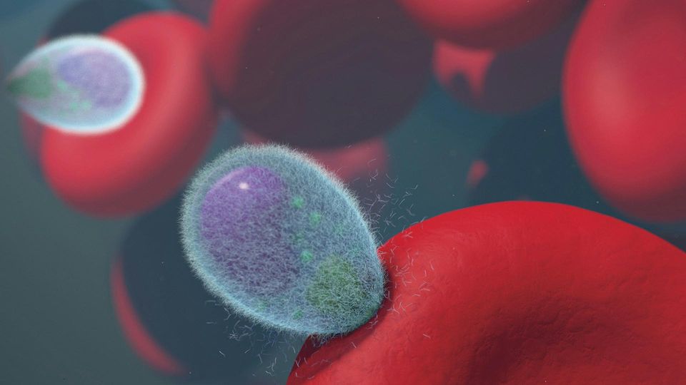 Malaria Merozoites Invading Human Red Blood Cells.