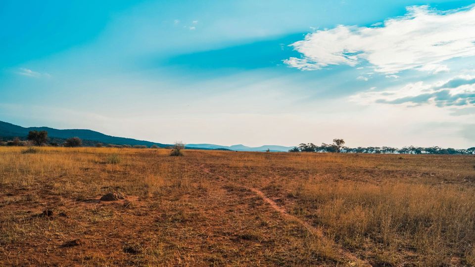 Grassland under a blue sky.