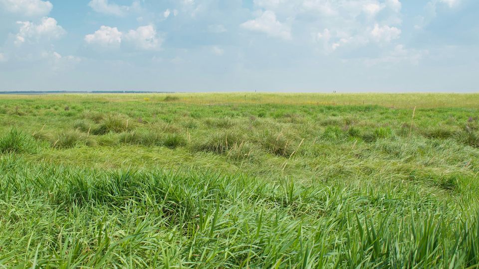 Grasslands.