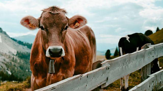 Beef Exports From Botswana to Norway May Undermine Climate Goals, Say Researchers - Vimarsana News