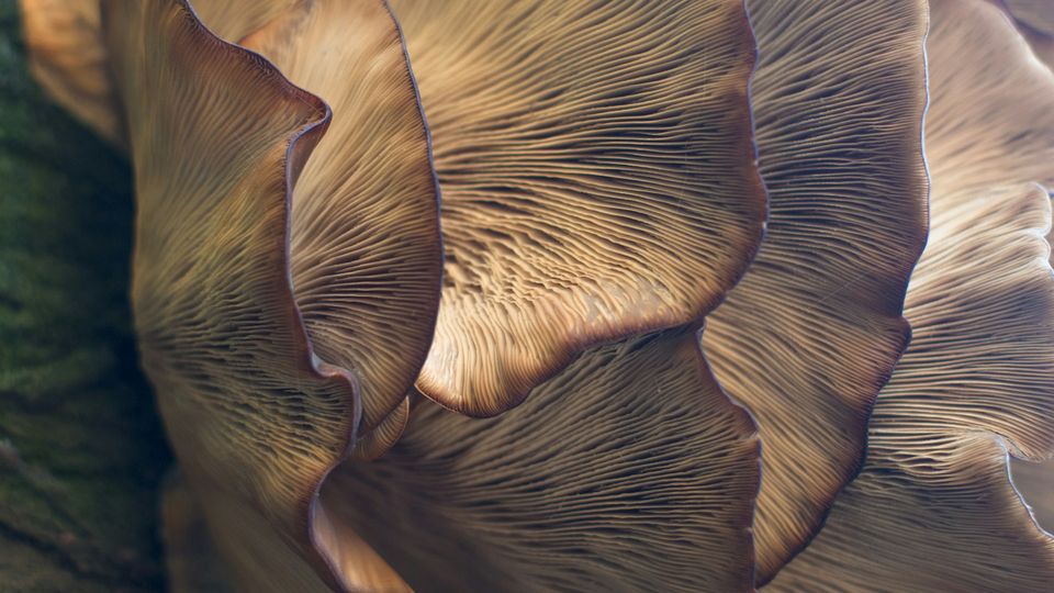 The underside of fungi.