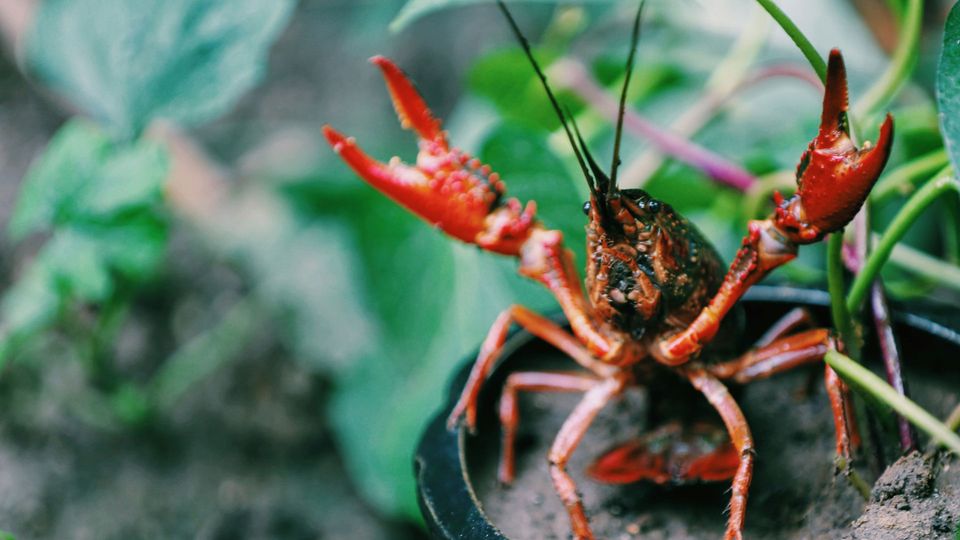 A red crayfish waves its claws.