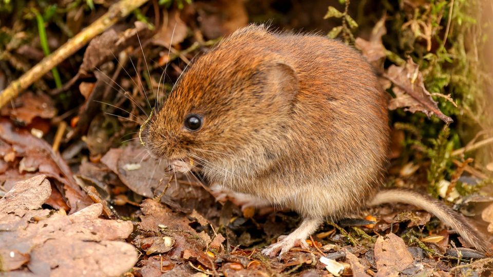 A vole in shrubs.