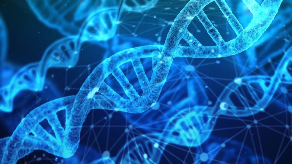 Strands of DNA helices, shown in blue.