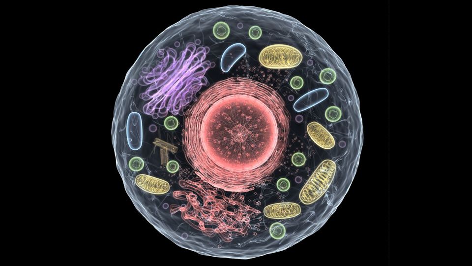 A cell with organelles shown in different colors.