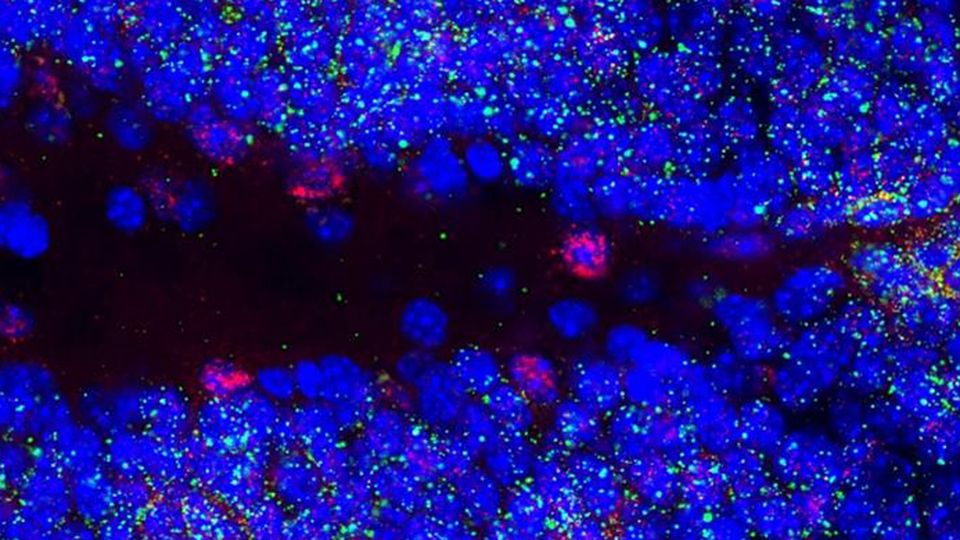 The activity of Snhg11 (red) pictured in the dentate gyrus region of the hippocampus in mice.