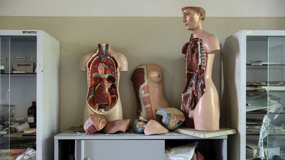 Human anatomy models.